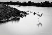 Life of an Egret