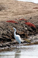 Life of an Egret