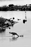 Life of an Egret