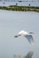 Life of an Egret